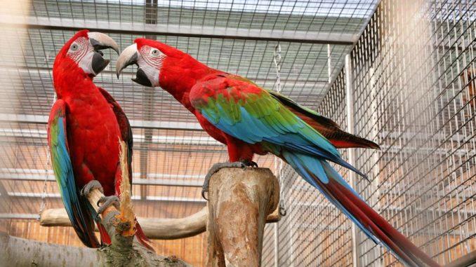 A chloropterus 1-678x381