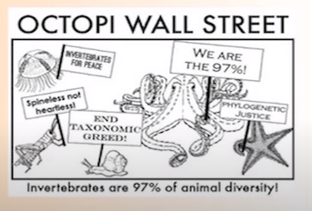 octopi wallstreet