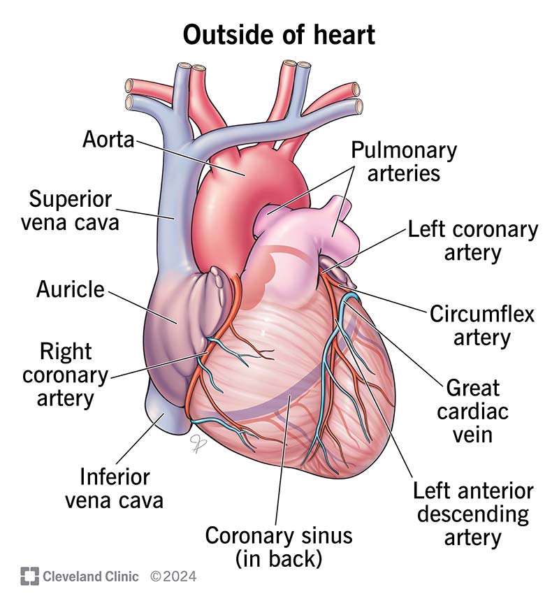 21704-heart-overview-outside