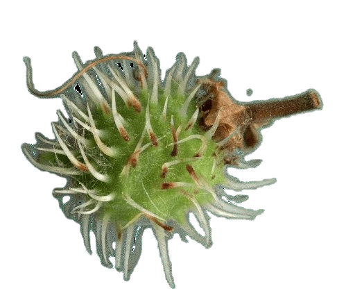 img344d-removebg-preview