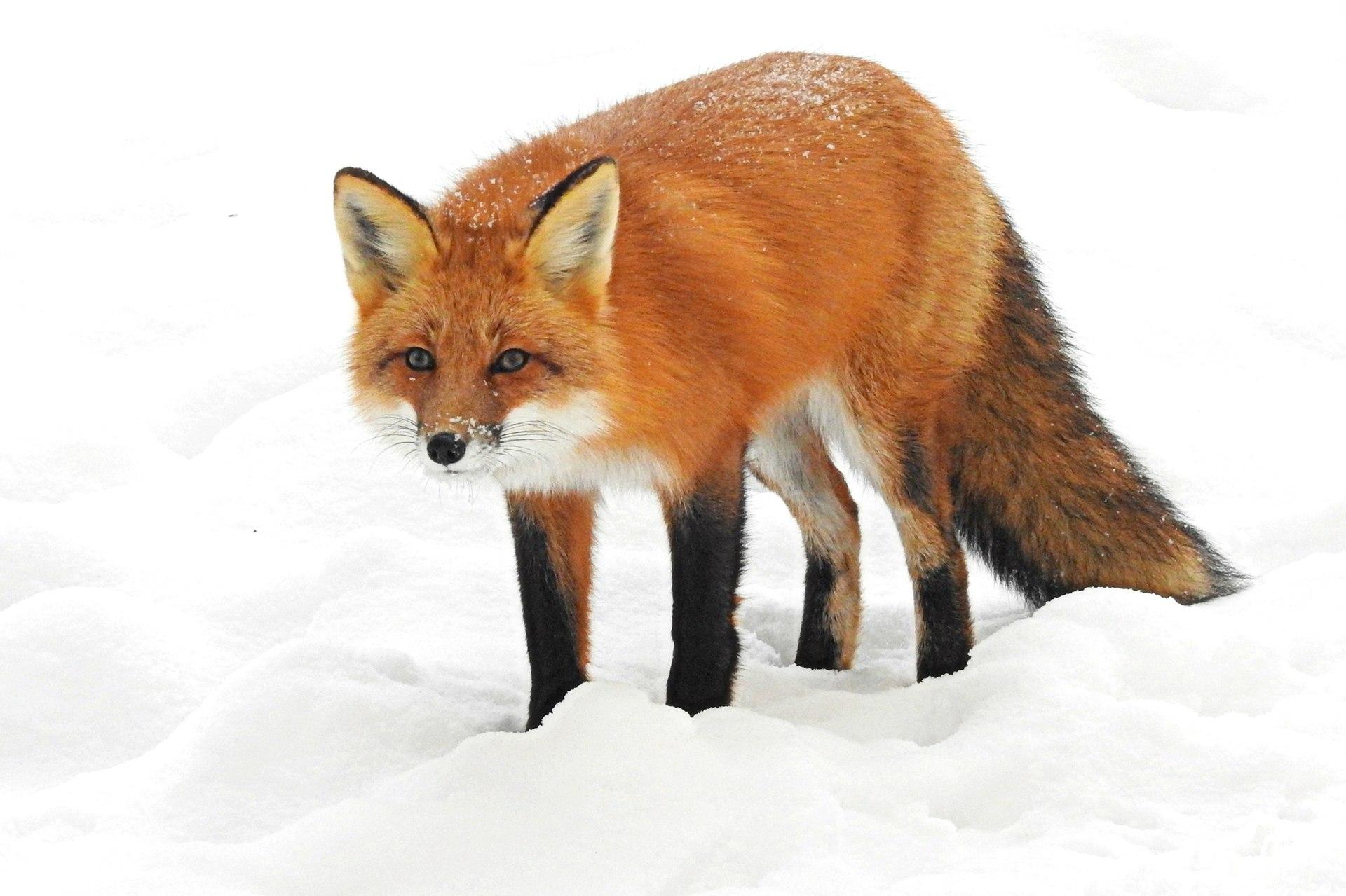 1920px-Vulpes vulpes ssp fulvus 6568074