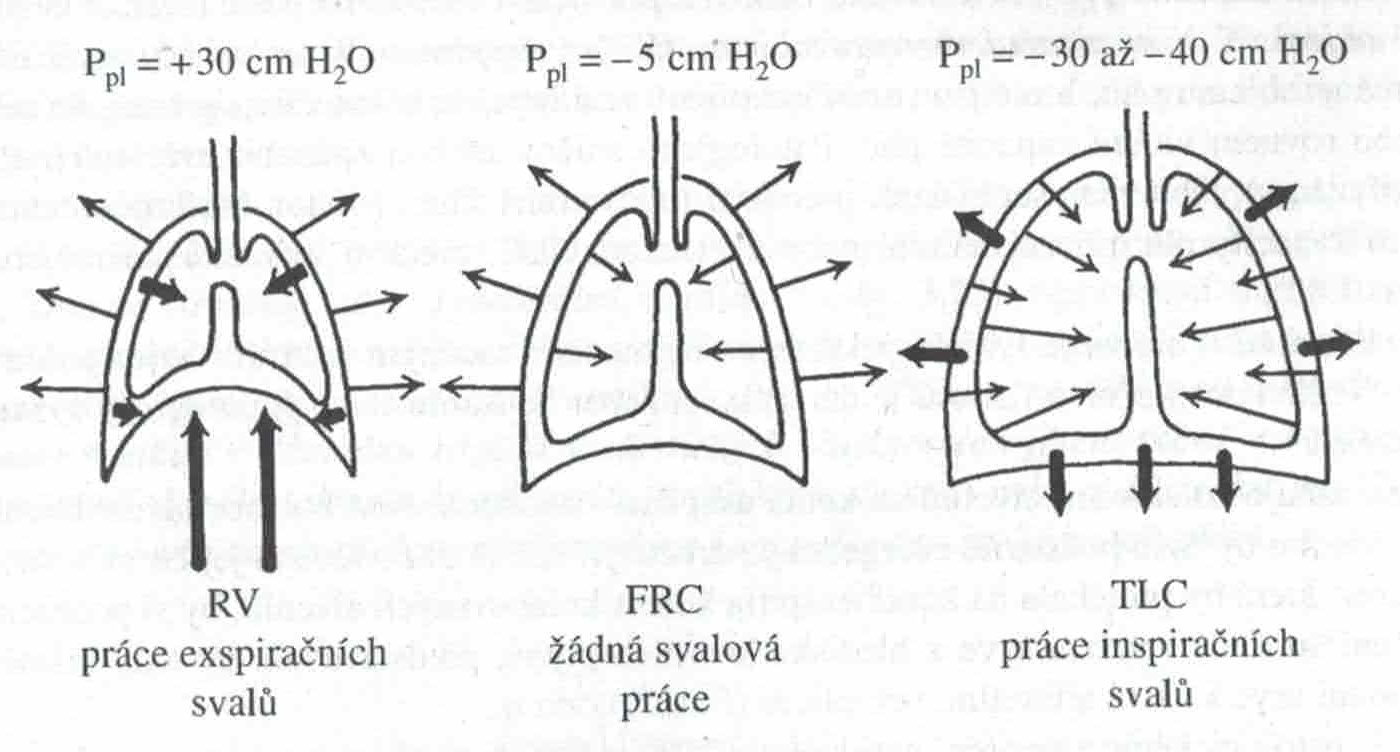 Síly při nádechu a výdechu