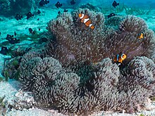Ocellaris clownfish (Amphiprion ocellaris) and Threespot dascyllus (Dascyllus trimaculatus) (48272091521)