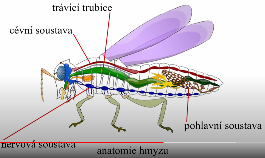 anatomie hmyzu