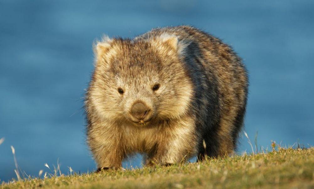 wombat-1024x618