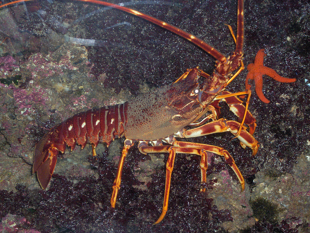 langusta