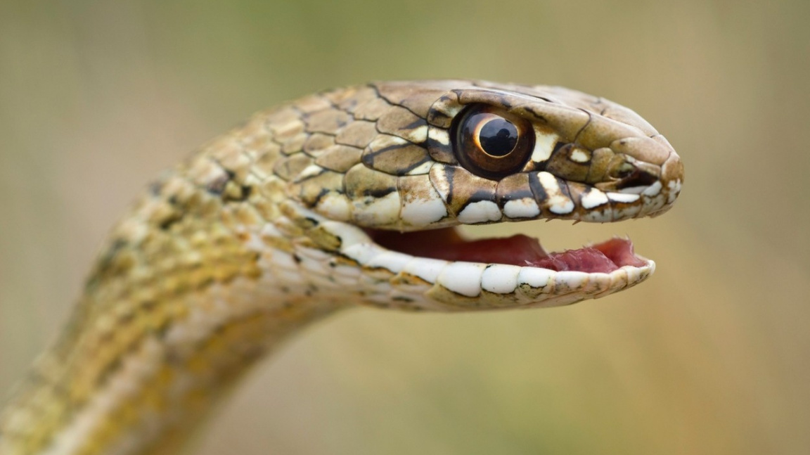 1083761-profimedia-0335319415snake-base 16x9.jpg