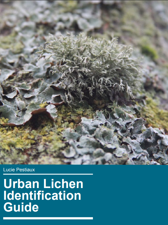 Urban Liche Identification Guide