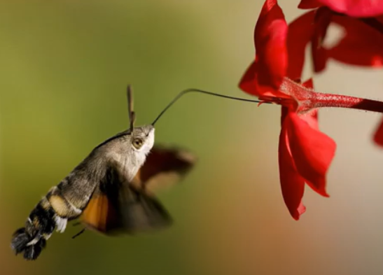 sací dlouhozobkasvízelová