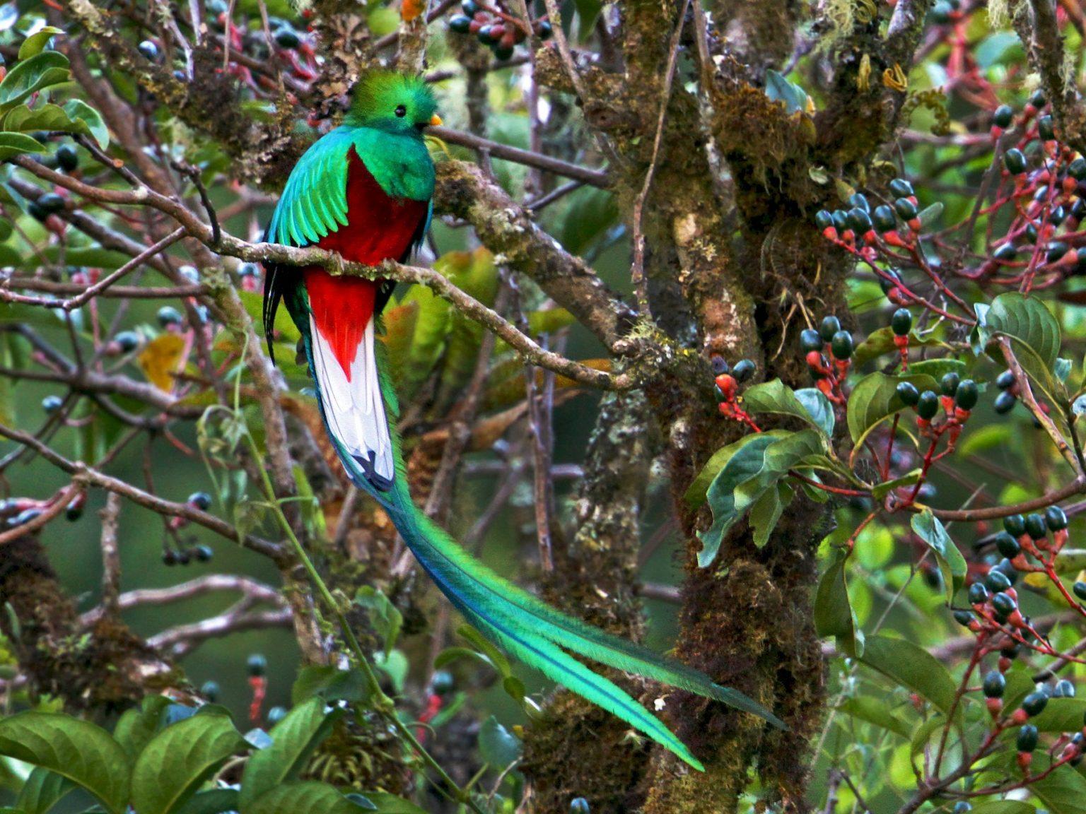 Quetzal-1-1536x1152