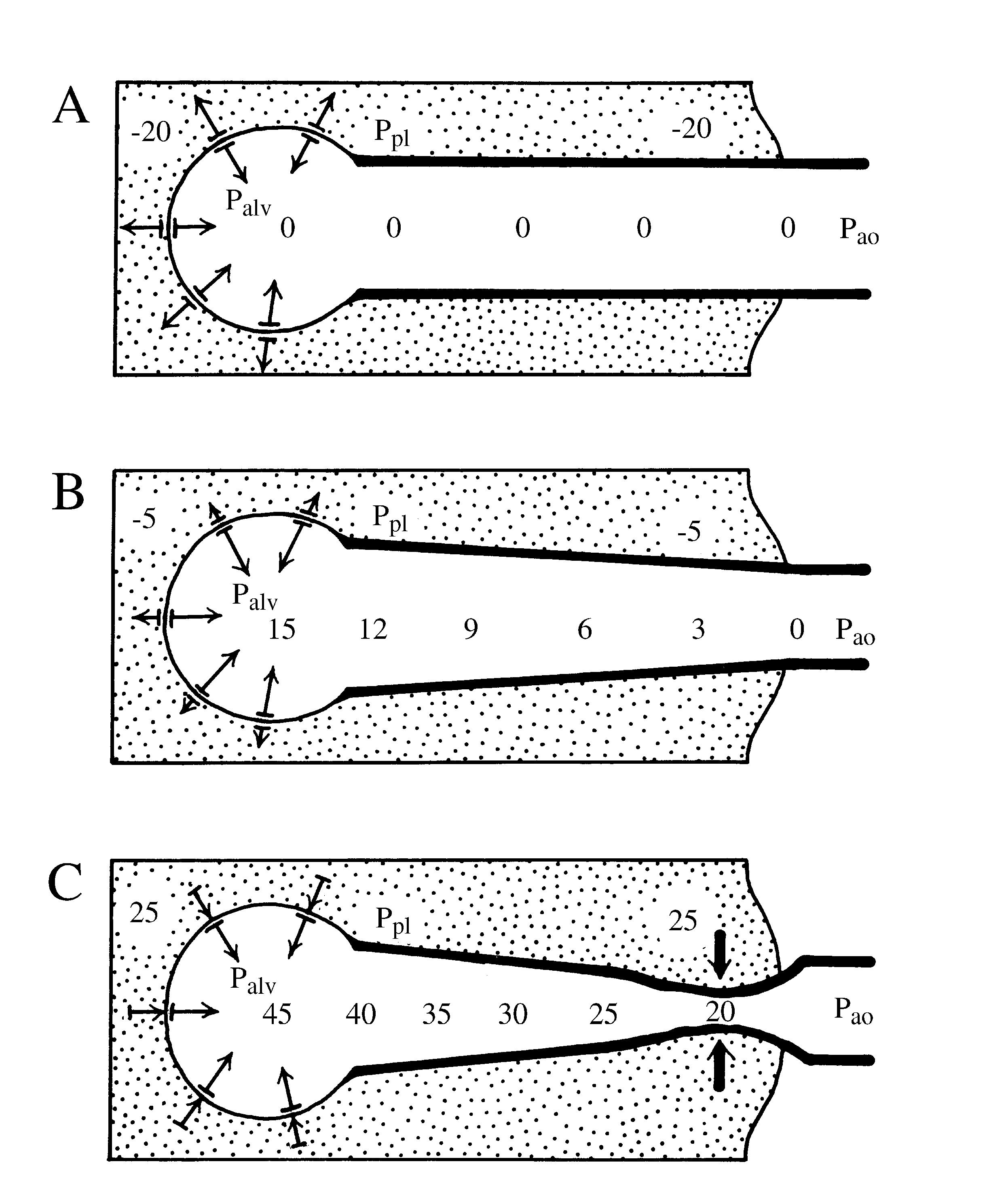 2021 Patologicka fyzio 1 Page 318 Image 0001 (1)