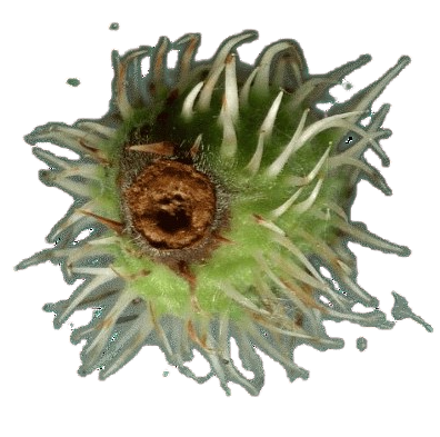 img344e-removebg-preview