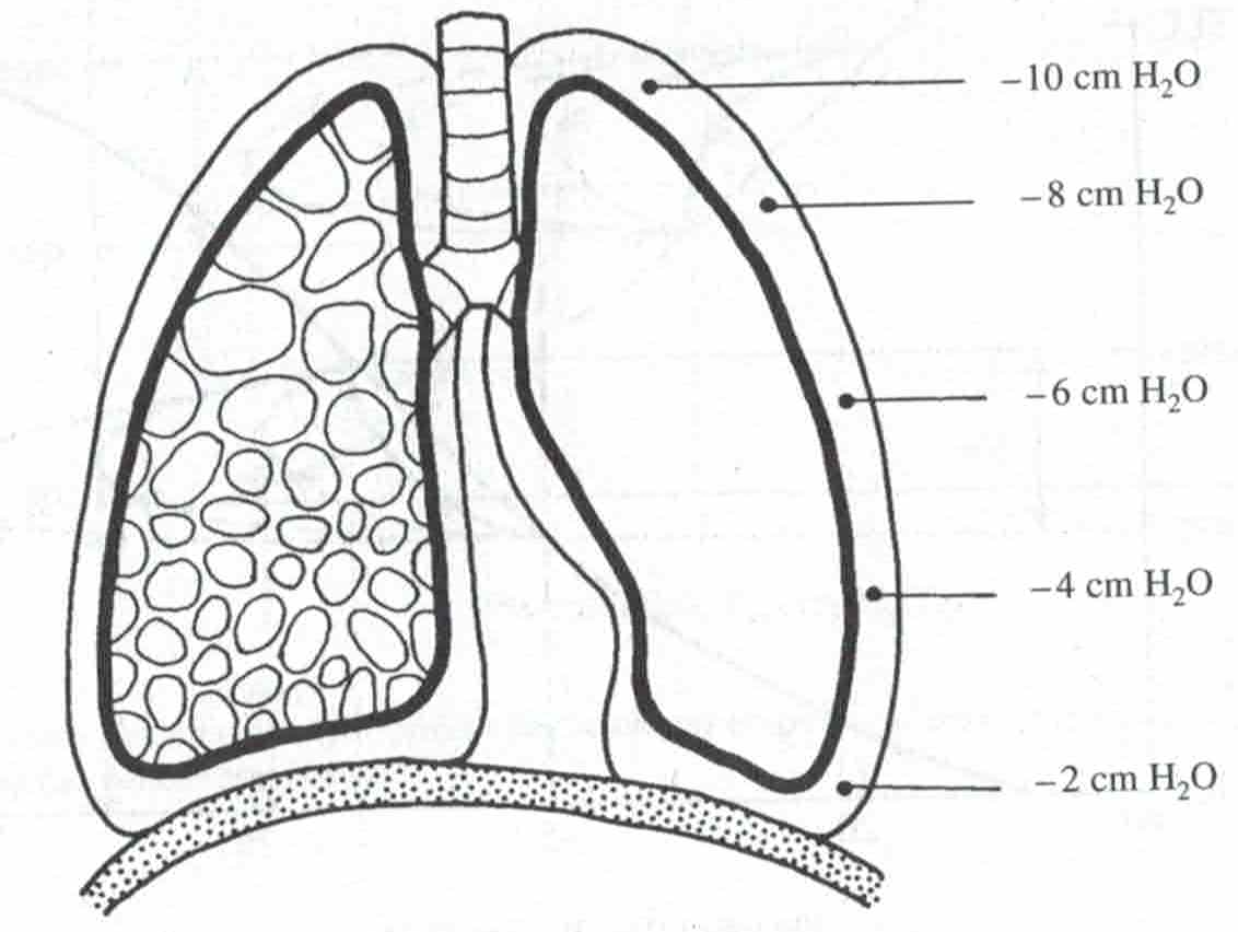 Vliv gravitace na tlaky v pleurální dutině na konci pasivního výdechu