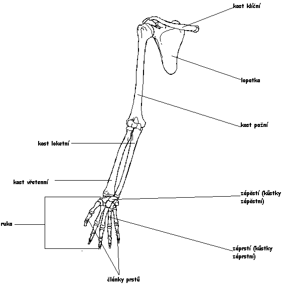 Kostra-horn%C3%AD-kon%C4%8Detiny