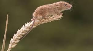 9c186fec-9d44-4225-82c5-03e60503ca27