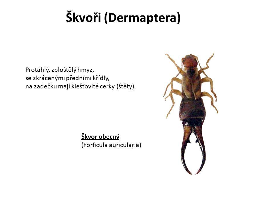 %C5%A0kvo%C5%99i+%28Dermaptera%29+Prot%C3%A1hl%C3%BD%2C+zplo%C5%A1t%C4%9Bl%C3%BD+hmyz%2C