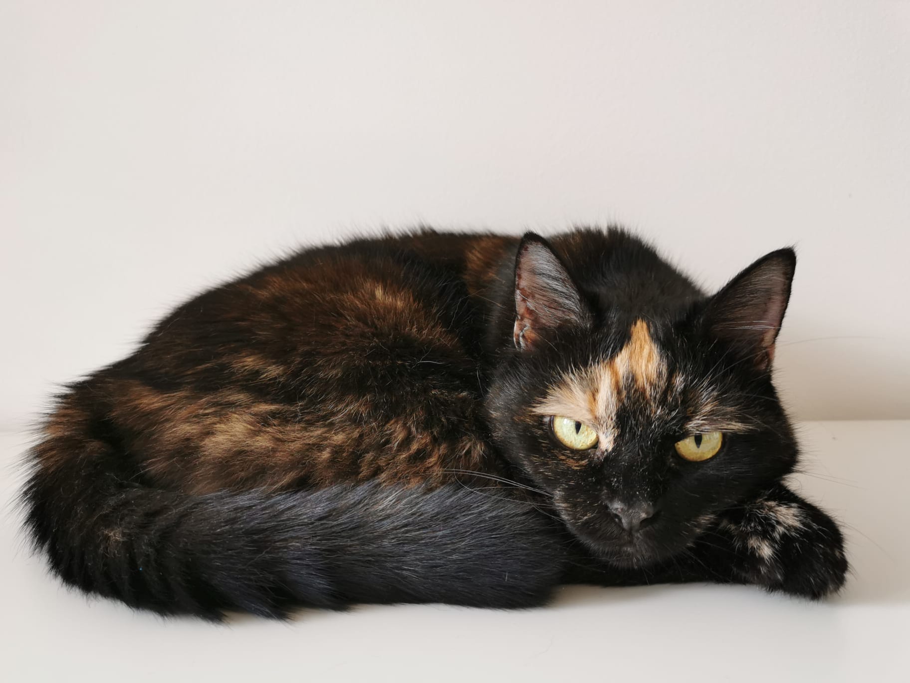 54f61fe8-6576-4407-bad2-ef74af2786c9