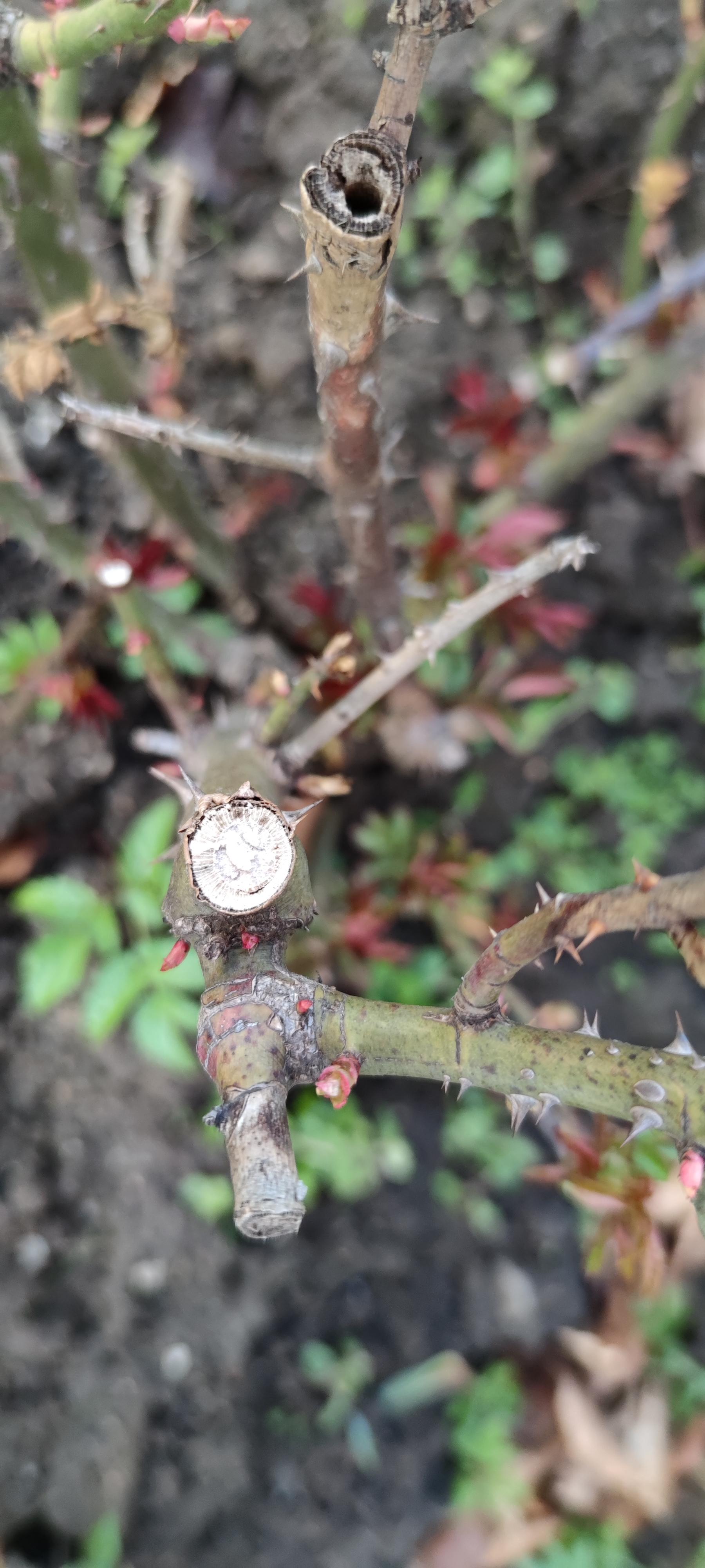 16178114329235231295845882392874