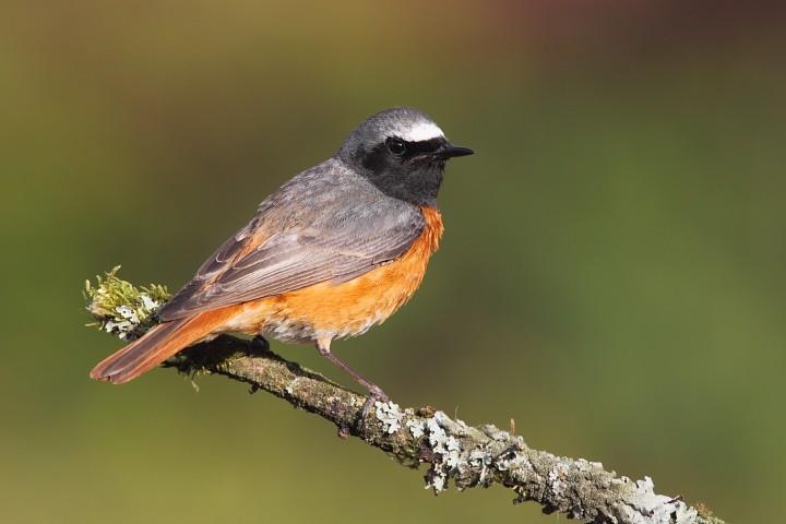 rehek-zahradni ejq81gc