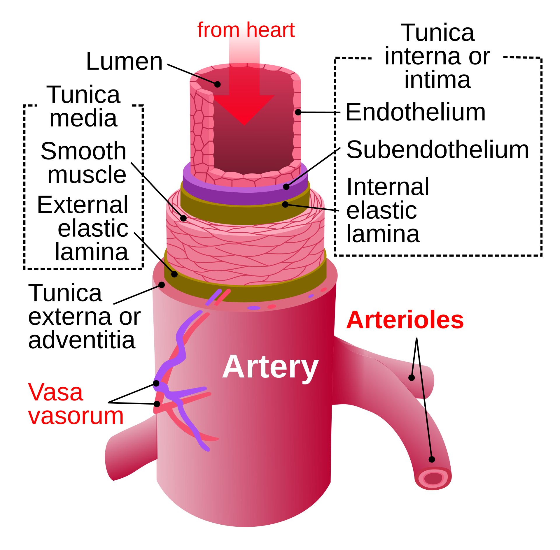 1920px-Artery.svg
