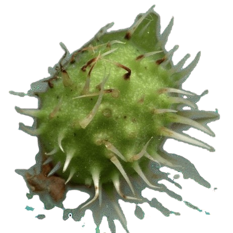 img344fg-removebg-preview