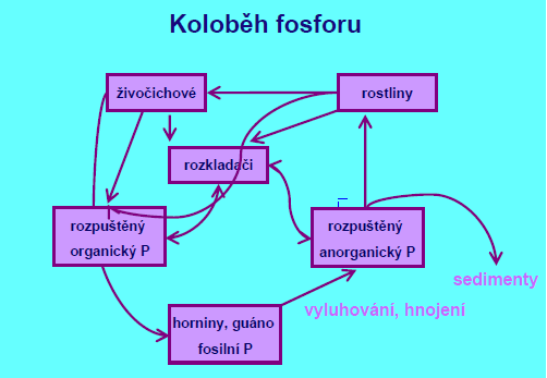 kolob-h-fosforu
