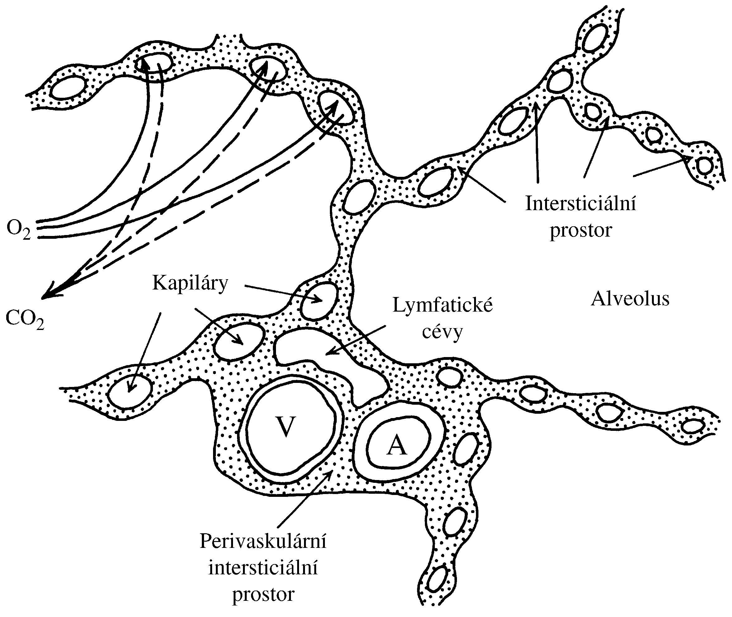 2021 Patologicka fyzio 1 Page 295 Image 0002