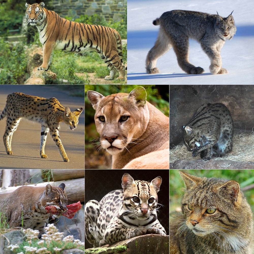 The Felidae