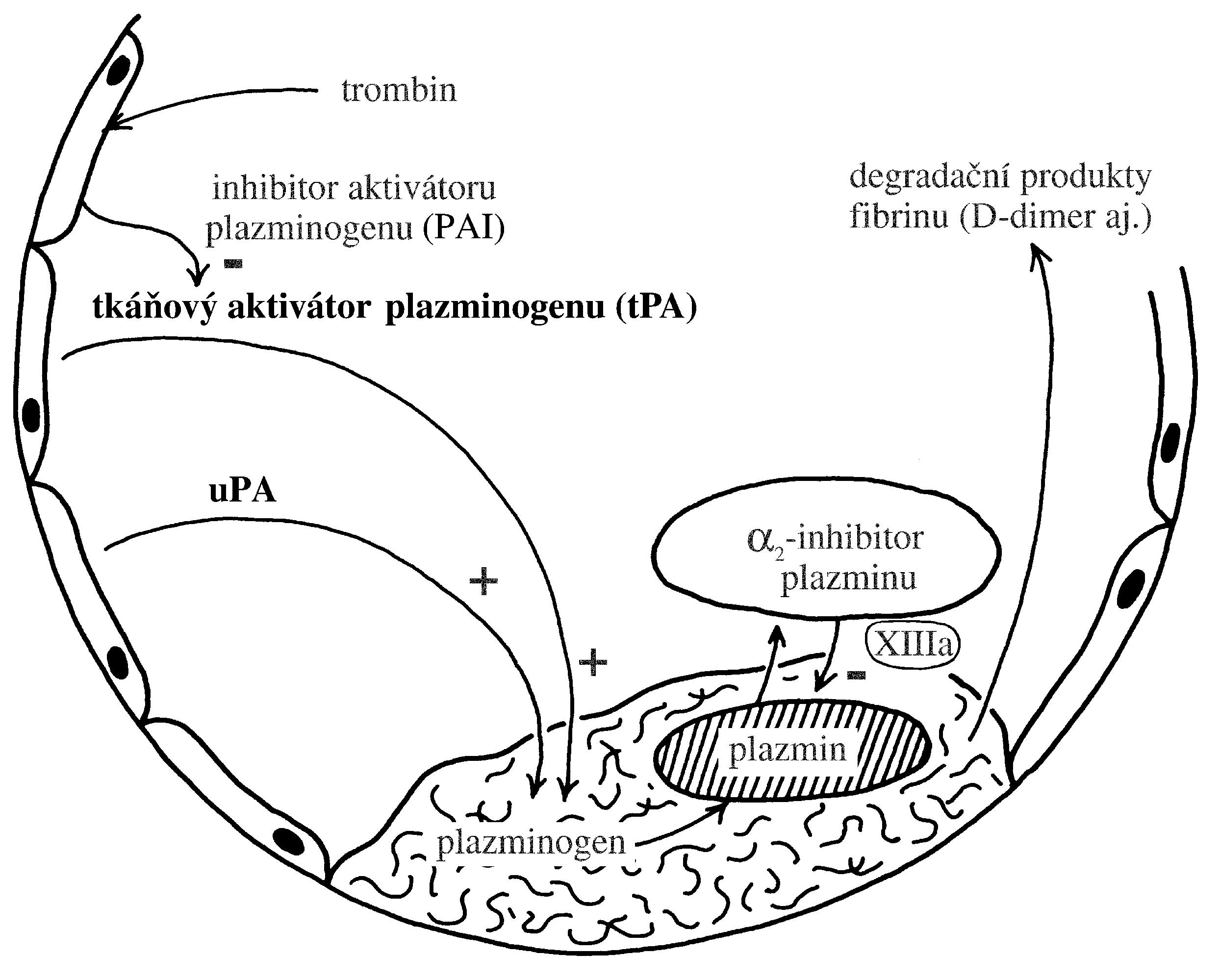 2021 Patologicka fyzio 1 Page 112 Image 0001
