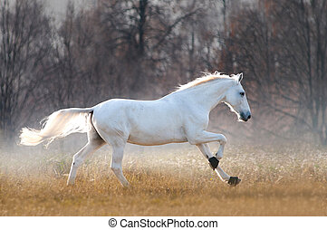 vit-orlov-travh%C3%A4st-k%C3%B6r-gratis-in-kall-h%C3%B6st-dimmig-%C3%A4ng-bild csp66818574