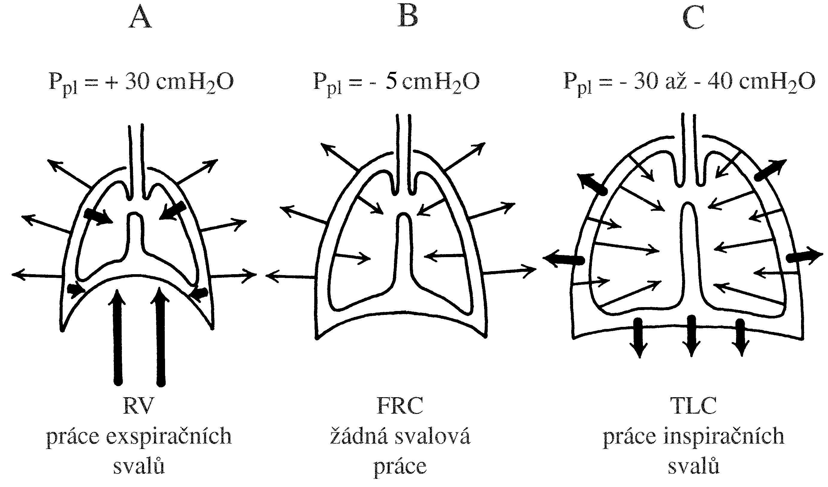 2021 Patologicka fyzio 1 Page 310 Image 0001