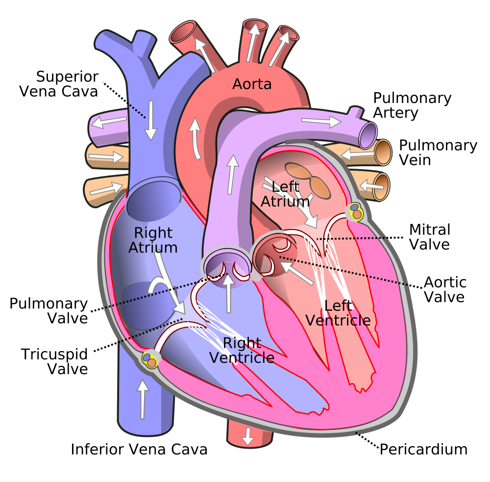 Diagram of the human heart (cropped)