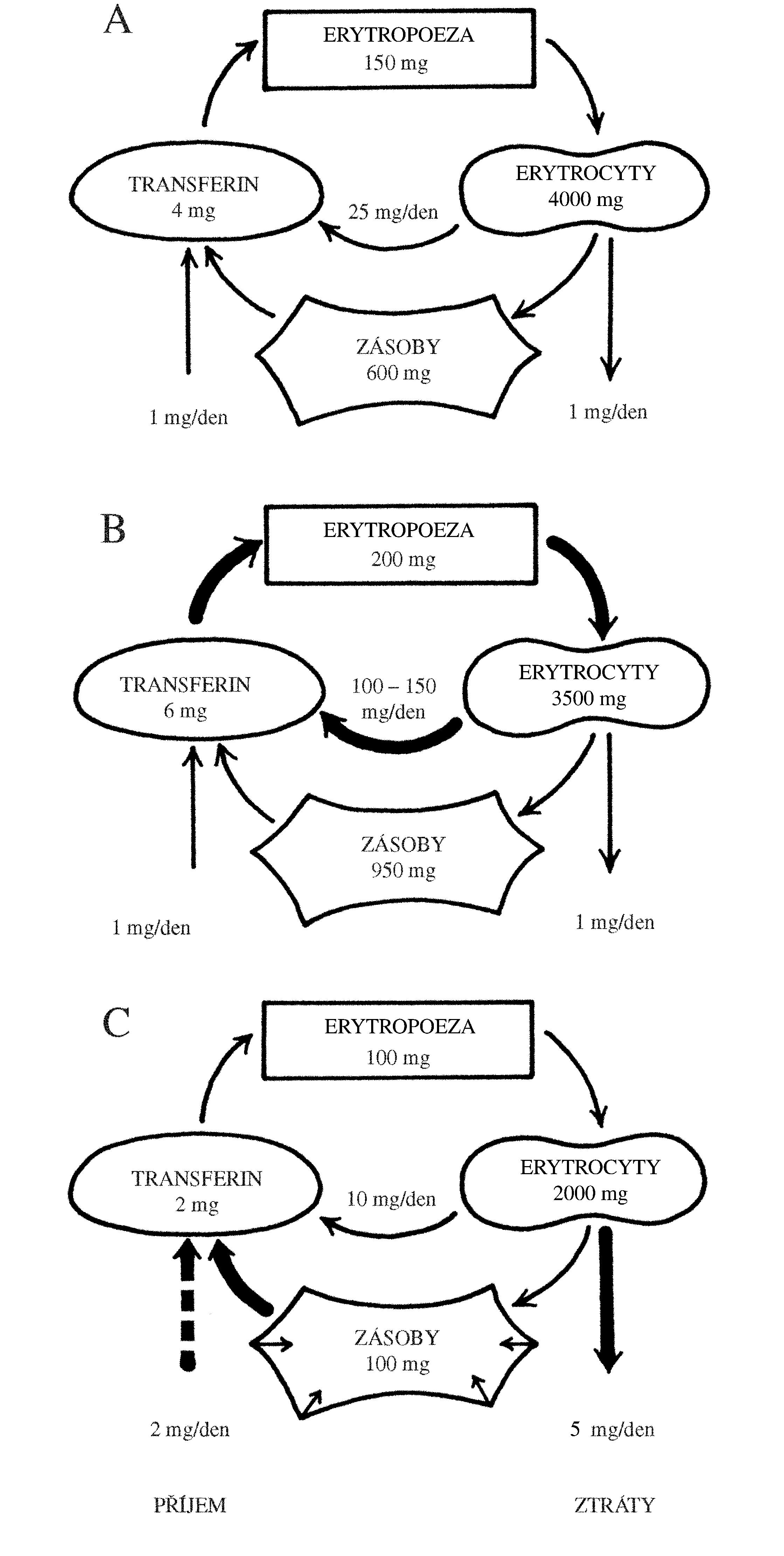 2021 Patologicka fyzio 1 Page 060 Image 0001
