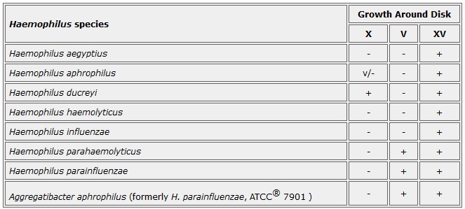 Haemophilus-species-growth-dependent-on-X-and-V-Factor