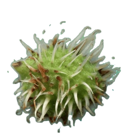 img344a-removebg-preview