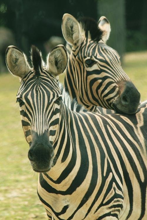 equus-quagga-chapmani