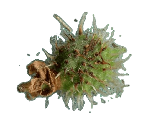 img344r-removebg-preview