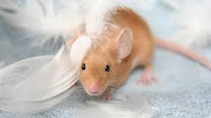 abe3b68f-b0a1-466b-b528-1ad80202be5f