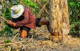 acd20599-416b-49ec-9be3-fcf408e573ea