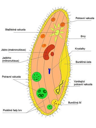 400px-Trapka velka Paramecium caudatum