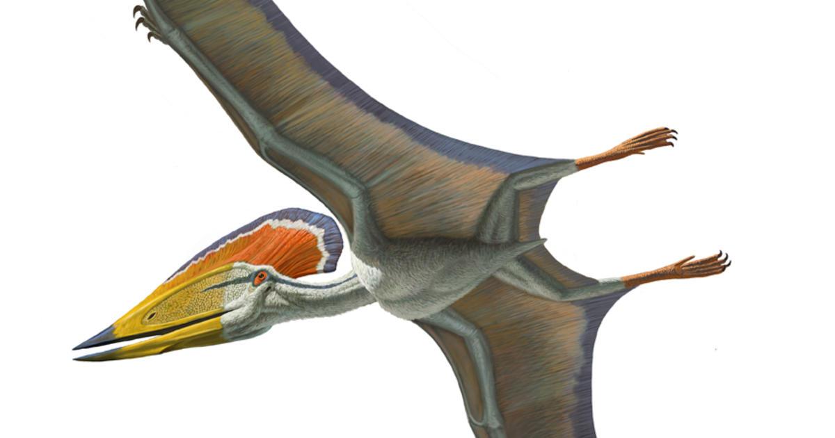 tupuxuara-pterosaur facebookshare 1200