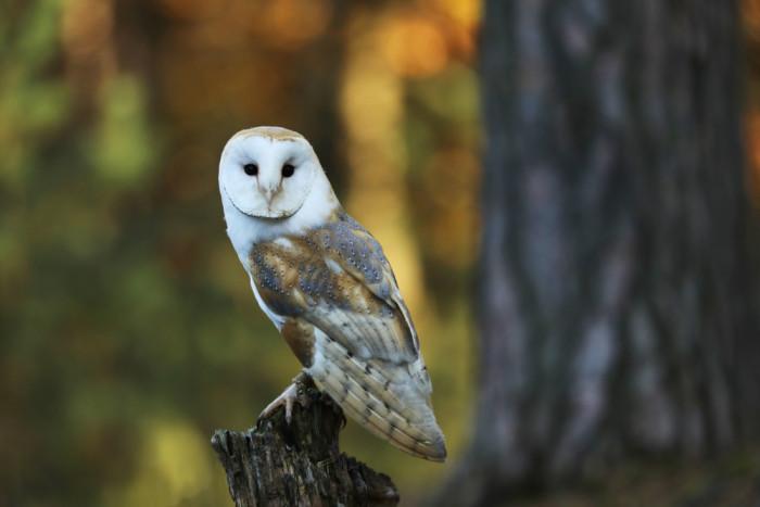 3444-sova-palena 16495034688079