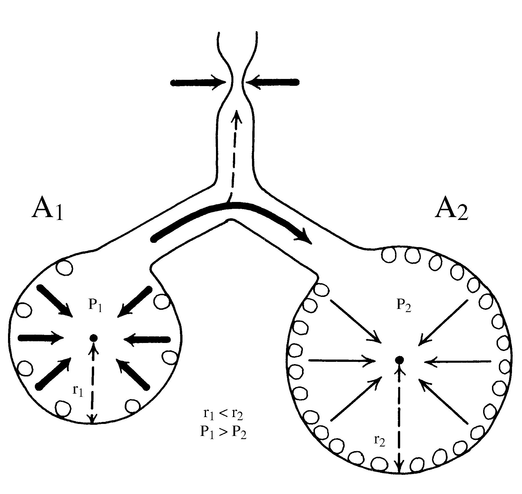 2021 Patologicka fyzio 1 Page 308 Image 0001