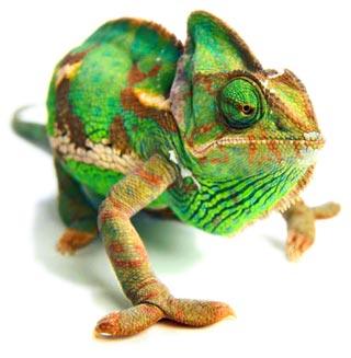 CHAMELEON%20JEMENSKY