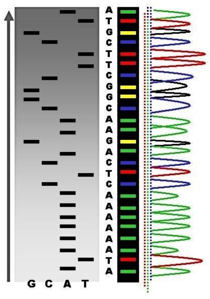 Radioactive Fluorescent Seq