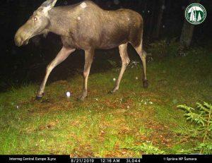 los-evropsky-fotopast2-300x231