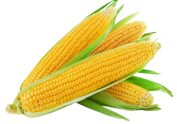 croppedimage570400-19690129-lsweetcorn orig-removebg-preview