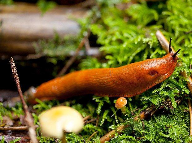 plzak-lesni 161327927-jpg denik-630