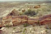 180px-Petrified Forest NP04