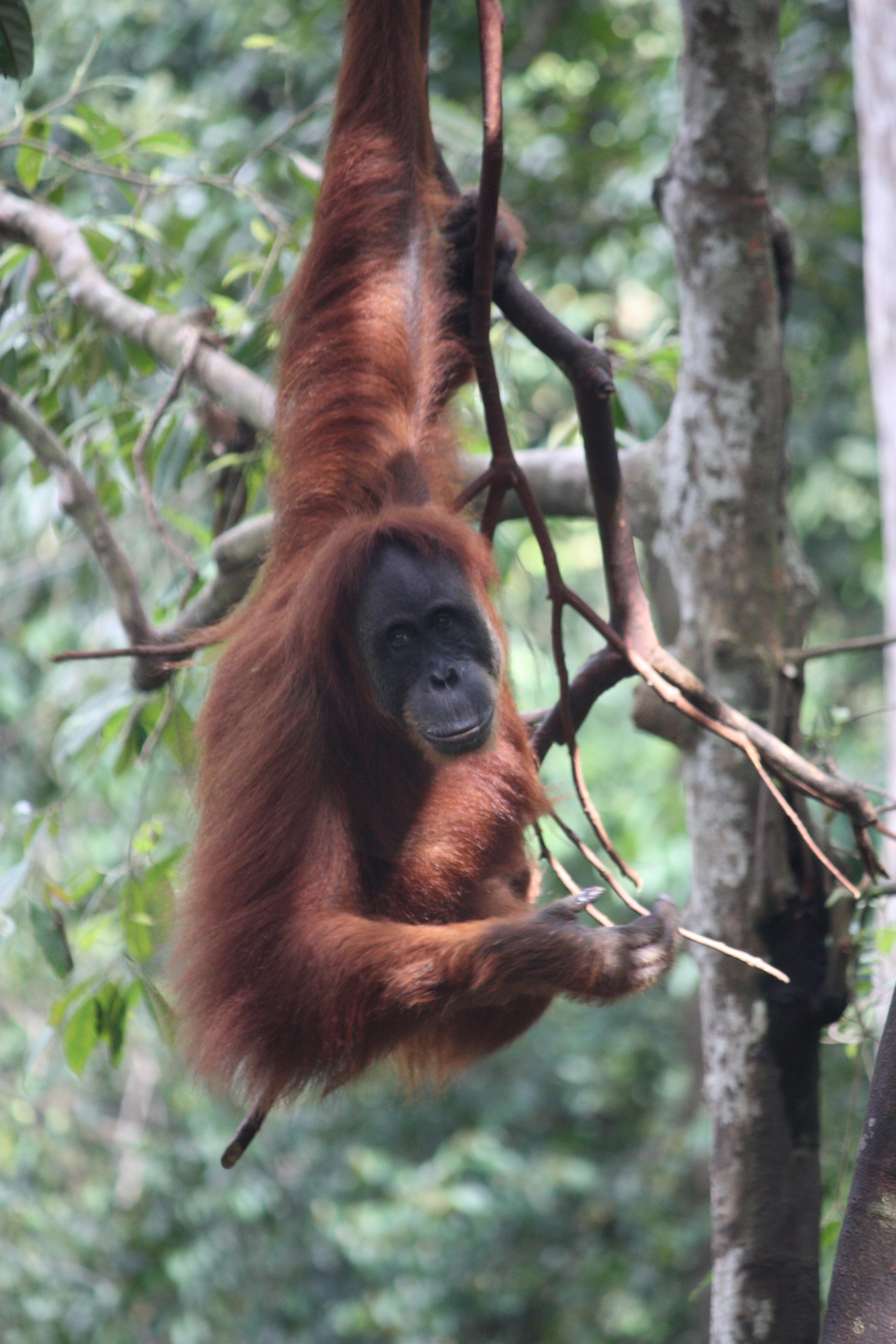 Bukit Lawang%2C orangutan %286931332671%29